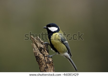 Great Tit (Parus major) on a little branch with green background
