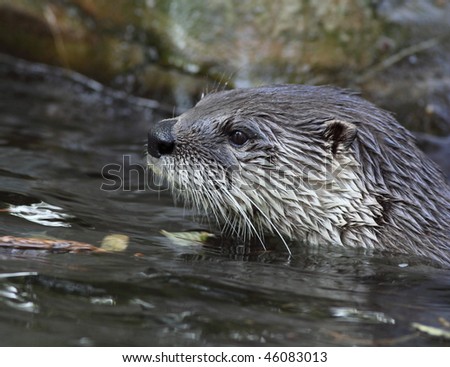 Otter - cute & cunning