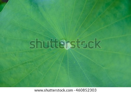 Water drop in lotus leaf