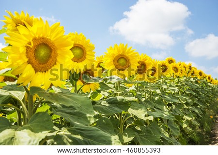 Sunflower with sunflower field and blue sky
