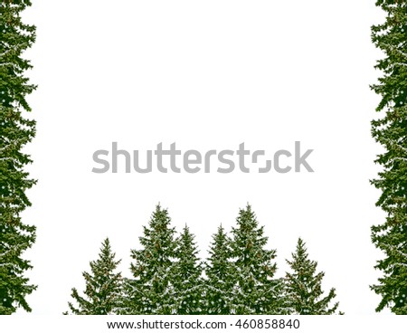  Snow covered trees. fir branch isolated on white background.  
