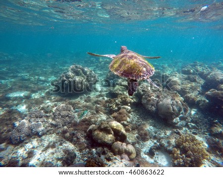 Green sea turtle above the coral reef and sea bottom. Swimming sea turtle closeup. Green turtle swimming in the sea. Exotic animal underwater. Blue lagoon wild life. Philippines snorkeling spot - Apo 