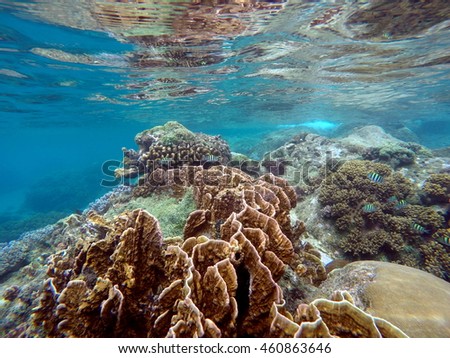 Snorkeling near tropical island - underwater view with sea life and coral reef. Philippines exotic nature underwater. Marine landscape with sea plants. Banner or card template from summer vacation