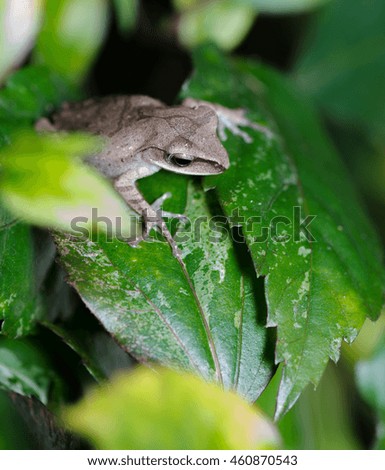 Tree frog in the garden