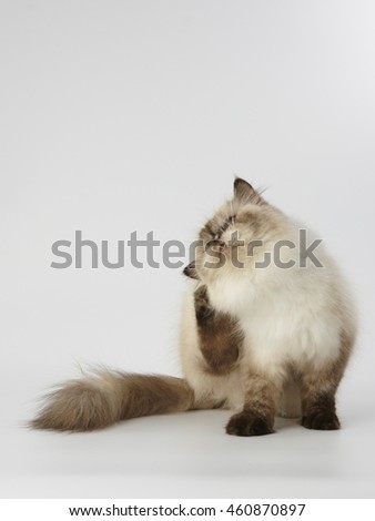 seal point himalayan persian cat on white background