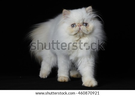 Red Point Himalayan persian cat on black background
