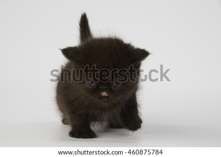 black persian exotic short hair kitten cat on white background