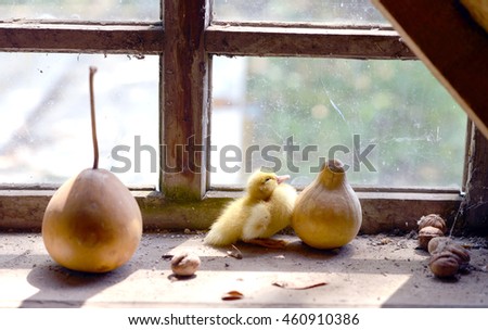 Cute duckling on the window . Near the duckling is a pumpkin and nuts . Window in an old house. Outside, the sun is shining.
