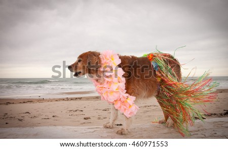 funny picture of red haired collie dog wearing Hawaiian lei at a beach 