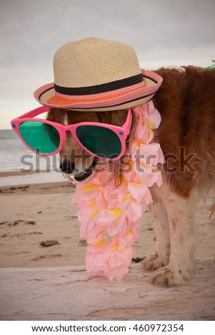 funny dog picture of red haired collie dog wearing hat, sunglasses and Hawaiian lei at a beach 
