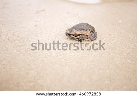 Bullfrog on sands