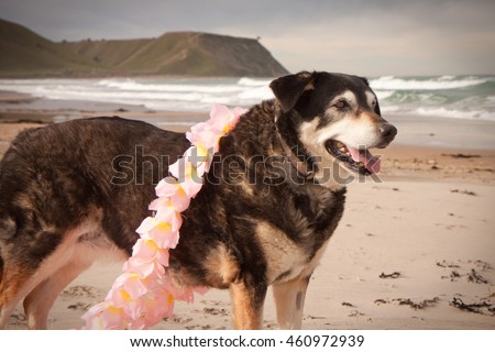 funny dog picture of black and white border collie sheep dog dressed up in costume Hawaiian lei at a beach 