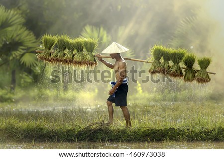 Farmers grow rice in the rainy season. Royalty-Free Stock Photo #460973038