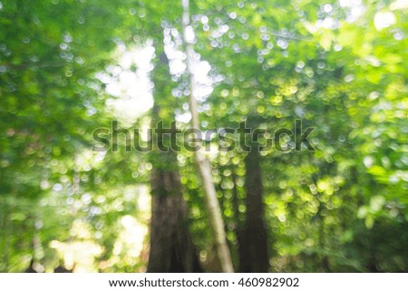 Abstract bokeh and blurred green nature background in tropical forest, Light shining on tree leaves