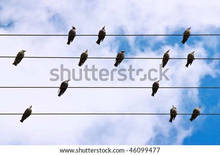 Birds lined up on a telephone lines against blue sky