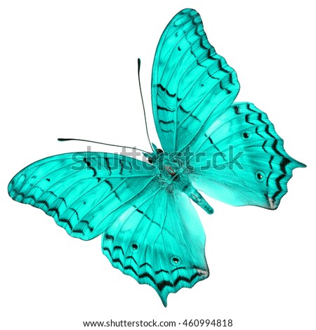 Beautiful Green butterfly isolated on white background.