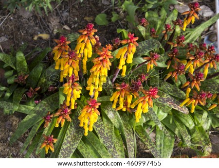 Lachenalia aloides (opal flower)  a species of flowering  bulbous perennial plant in the family Asparagaceae, with yellow tipped red tubular flowers  and fleshy stems adds color to a winter landscape.