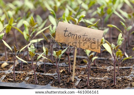 Young plants growing in greenhouse with nameplate