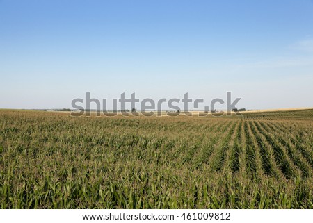   agricultural field on which grow green immature maize