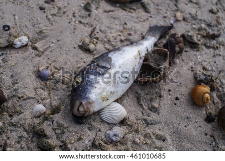 Dead pufferfish on a beach.