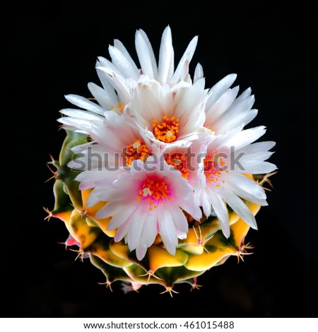 Low key picture of multiply flowers cactus cv. variegated on black background, Selective focus light and shadow.