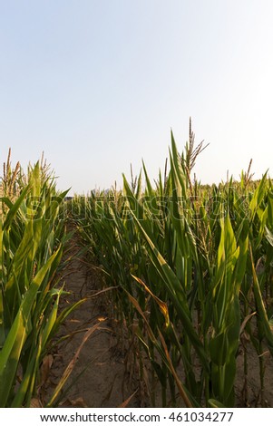  Agricultural field on which grow green immature corn, agriculture and sky