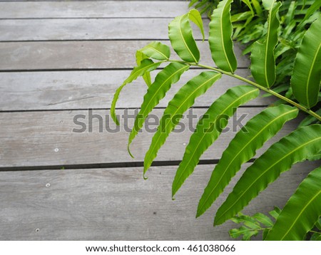 Green Leaves on the wood ground