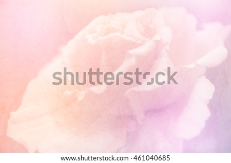 Soft rose for background, unfocused