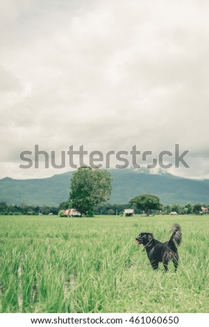 Vintage photo of Black dog playing in the rice  field. 