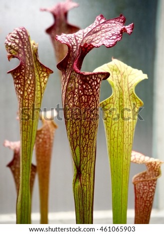 Carnivorous Red  and Green Pitcher Plants
