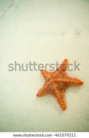 Starfish on the beach.