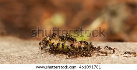  Big headed ant team work to move big worm
