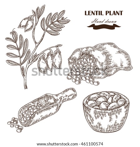 Hand drawn lentil plant. Wooden scoop with beans. Vector illustration Royalty-Free Stock Photo #461100574