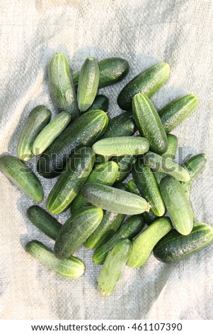 green background of the young cucumbers, laid out on white sackcloth