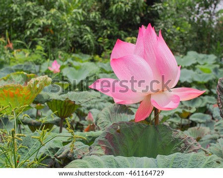lotus after rain, water on the leave on movement,