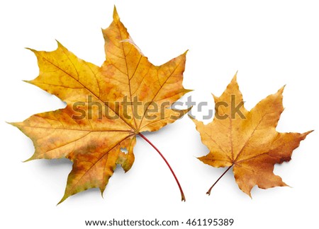Autumn leaves of maple tree isolated on white background