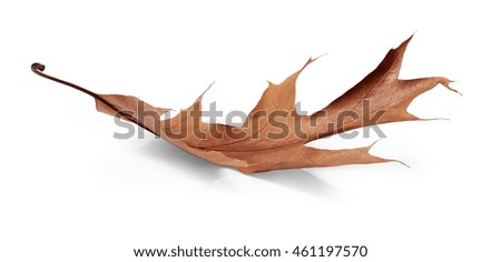 Autumn oak leaf isolated on white background
