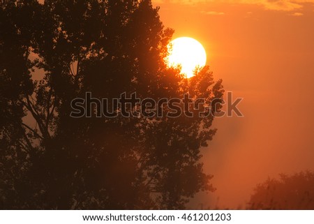 Large round disk of the rising sun emerges from behind a tree illuminating the area in red. Summer in Poland. Horizontal view.