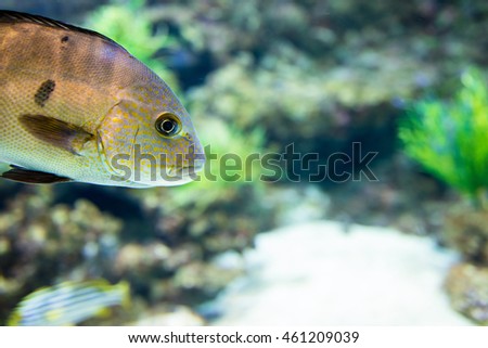 Central American fish cichlid in the aquarium
