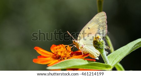 Sulphur Butterfly with torn wings nectars on an orange Zinnia flower