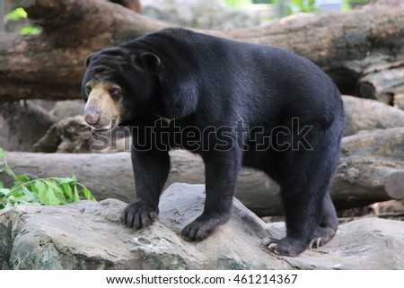 Malayan sun bear, Honey bear (Ursus malayanus) Royalty-Free Stock Photo #461214367