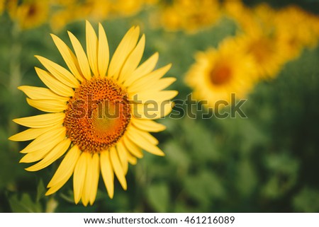 fresh Sunflower field