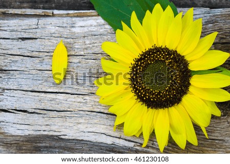 Sunflower on the wooden background