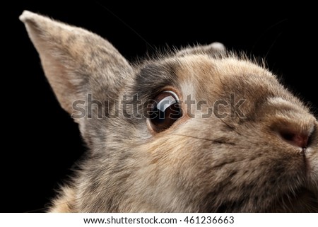 Closeup Head frightened Little rabbit, Brown Fur, isolated on Black Background, Profile view