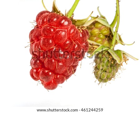 ripe juicy raspberries isolated on a white background