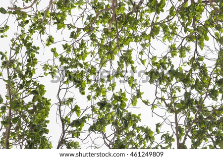 Malabar tree , Malabar tree with green leaf, 
