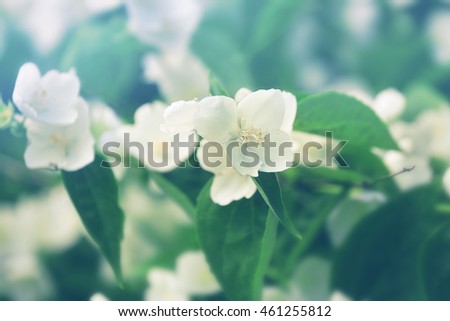 Blooming apple tree, closeup