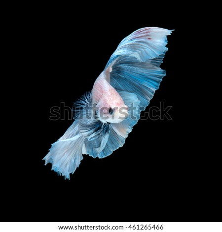 Capture the moving moment of blue siamese fighting fish isolated on black background. betta fish.