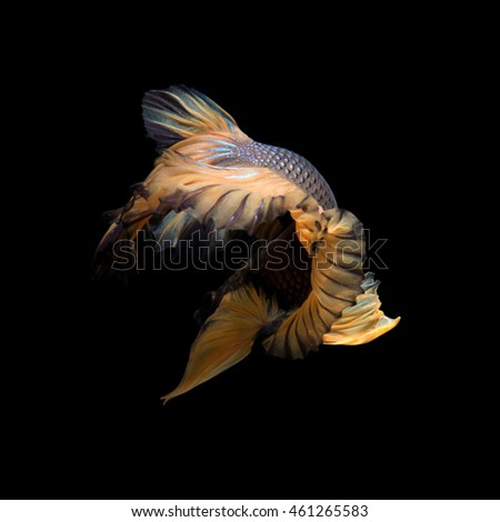 Capture the moving moment of yellow siamese fighting fish isolated on black background. Betta fish. 