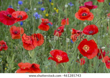 Red Poppy Close up